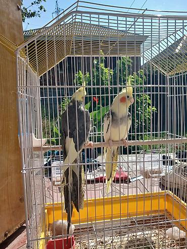 хары бюльбюль купить: Nimfa papuqayları (cüt) - Növ: Nimfa (Cockatiel) – başında sarı ibik — 6