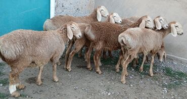 где можно купить телят симментальской породы: Сатам | Козу, Кочкор (эркек) | Арашан | Көбөйтүү үчүн | Асыл тукумдуу, Жасалма жол менен боозутуу, Токту