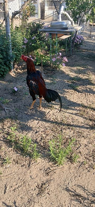 heyvan: SUPER HEYVANDI 10 AYLIQDI DAS PIPIK REAL ALICIYA ENDIRIM VAR FIKRI — 4