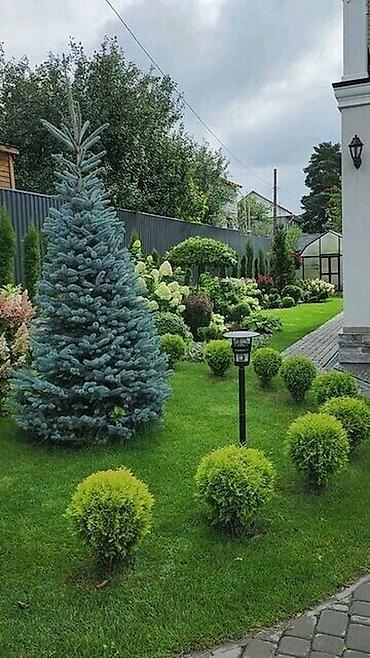 Ель: Семена голубой ели (ель колючая, Picea pungens, формы Blue/Glauca) В — 2