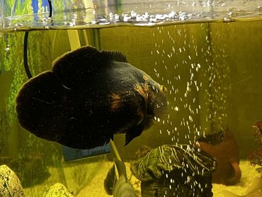 Akvariumlar: Böyük ölçülü şüşə akvarium komplekti - Ön və yanları şəffaf şüşəli — 17