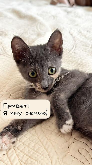 отдам в добрые руки: Кошка даром: Беспородная, 3 месяца, Девочка, Приучена к лотку, Проглистована — 1
