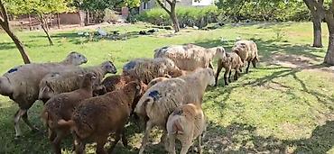 Qoyunlar, qoçlar: Dişi, il: 1, Damazlıq, Pulsuz çatdırılma — 2