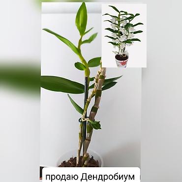 болгарка 180 цена бишкек: Продаю цветы — 2
