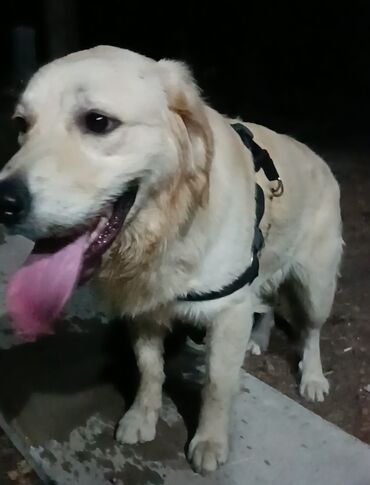 Gəmiricilər: Retriever, 7 ay, Erkek, Peyvəndli