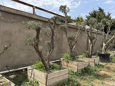 udi hindi bitkisi: Bonsai üslubunda formalaşdırılmış yetkin zeytun ağacları - Növ: Olea — 4