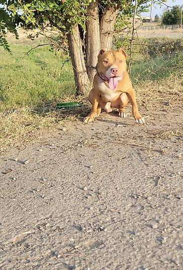 boyuk itlər: Pitbul, 1 il, Erkək, Peyvəndli, Ödənişli çatdırılma, Ünvandan götürmə — 5