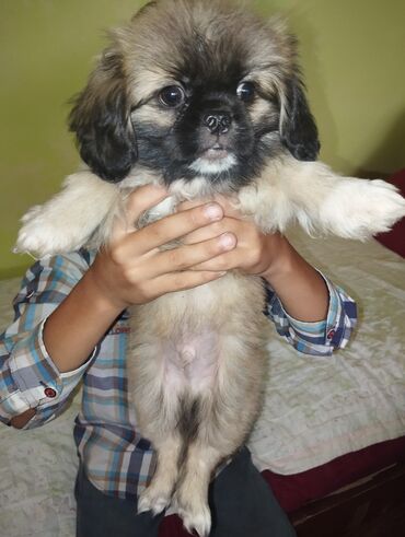 həyət itləri: Pekines, 2 ay, Erkek, Ünvandan götürmə