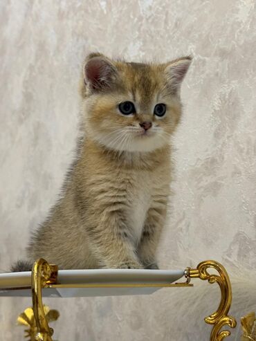 Pişiklər: Cins Paroda pişikləri. Şotland, Britan, Pers. Rəngləri də cür bə cür -da lalafo.az — 15 Pişiklər: Cins Paroda pişikləri. Şotland, Britan, Pers. Rəngləri də cür bə cür — 15