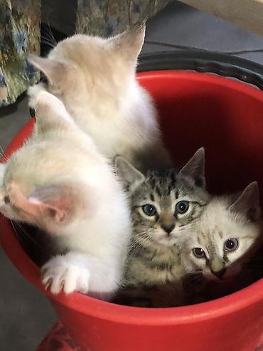 Мышыктар: Котята, домашние ищут дом и верных хозяев! Рождены от умной домашней — 3