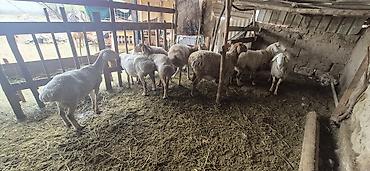Баран, овца: Продаю | Овца (самка), Ягненок, Баран (самец) — 3