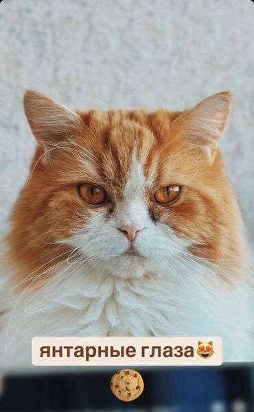 котята рэгдолл: Мышык бекер берилет: Скотиш Страйт (Шотландиялык тик кулактуу), Эркек, Бычылган, Лотокко барууга үйрөтүлгөн, Курттардан тазаланган