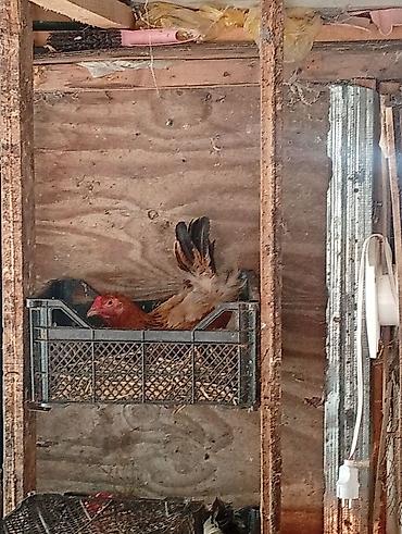 Toyuqlar: Toyuq, Damazlıq, Ünvandan götürmə, Ödənişli çatdırılma, Rayonlara çatdırılma — 4