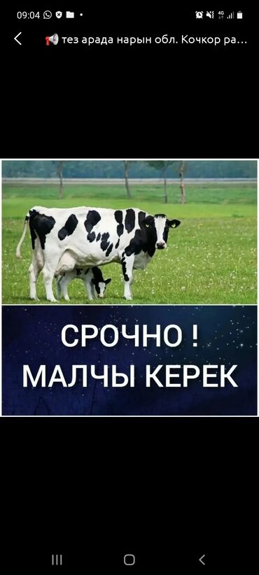 Другие специальности: Срочно уй булолуу малчы керек. Условия бар. Айлык акысы Жогору