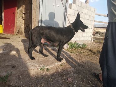 Продажа собак: Овчарка, 3 года, Самка
