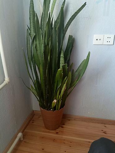 epimedium bitkisi satisi: Sansevieria (Qaynanadili) – böyük ölçülü otaq bitkisi - Növ — 2