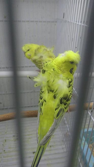 Tutuquşları: Yaponic cütü 70 azn — 3