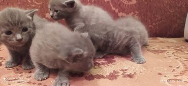 Pişiklər: Britan, Erkək, Dişi — 3