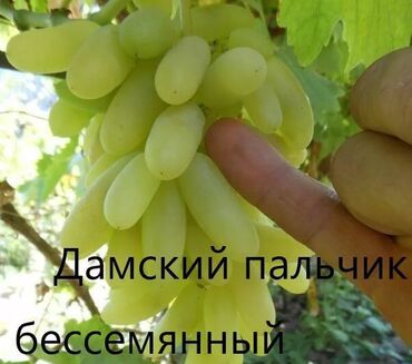 саженцы ежемалина: Саженцы : Виноград, Самовывоз