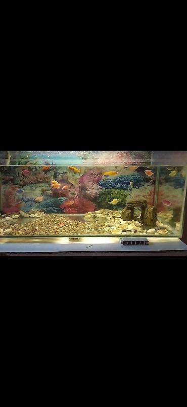 quppi baliqlari: Dördbucaq akvarium, Balıqlarla birlikdə, 160 l, Pulsuz çatdırılma — 1