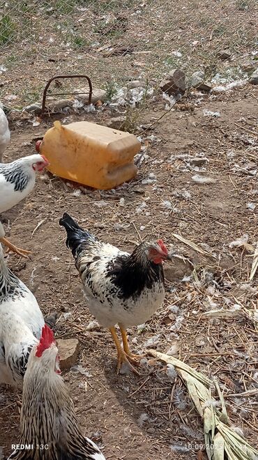 оборудование для кур: ПЕТУХИ 🐓 РОСЛИ НА ВОЛЕ ЕДЯТ КОРМ ИЗ ПШЕНИЦЫ. 
З.5МЕСЯЦЕВ