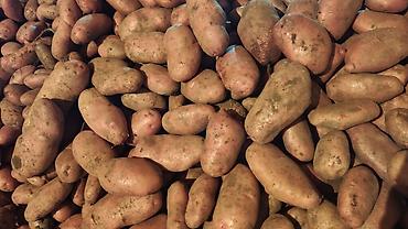 topdan satis erzaq: 🥔 Gədəbəy Təbii Yeməlik Kartofu Satılır 🥔 Sarpo Mira sortu – — 2