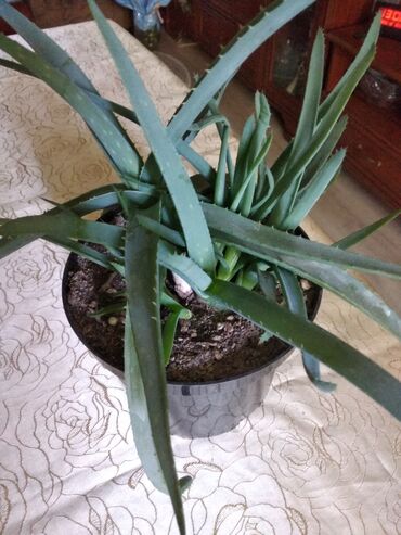 Другие комнатные растения: Суккуленты. каждый 300 сом.Алоэ 500. Молодая гвардия — 9