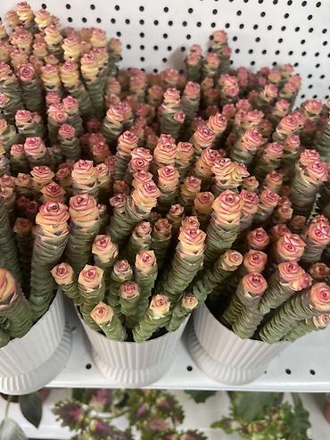 ниже: Суккулент «Розовая башня» (Crassula ‘Buddha’s Temple’/Crassula — 3