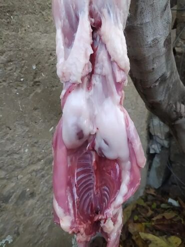 Ət: Dovşan eti halal kesilmiş halal ceki 1 ededi gelir 1k.800q. 1k.500q -da lalafo.az — 33 Ət: Dovşan eti halal kesilmiş halal ceki 1 ededi gelir 1k.800q. 1k.500q — 33