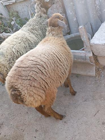 Qoyun (quzu) – yerli cins

damazlıq xalis cəki 26 kq