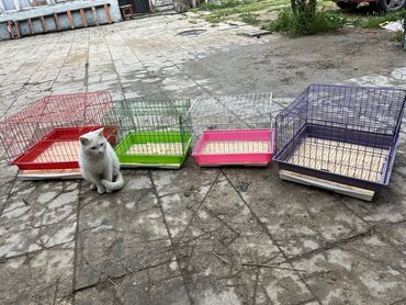 Qəfəslər: Etrafli vp 051 494 09 86 Qefeslerin her biri satişda var qefes bitende — 5