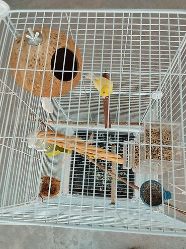 Срочно продам канарейку с клеткой поилкой гнездо кормушки полный