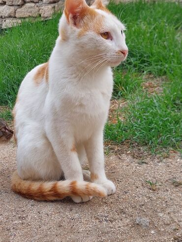 Pişiklər: Yaxşı əllərə -da lalafo.az — 12 Pişiklər: Yaxşı əllərə — 12