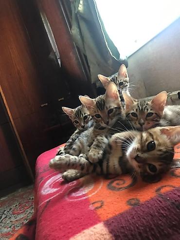 пантера котедж смотреть: Бенгальские котята к лотку приучены, умные. Мать из Италии, отец из — 3