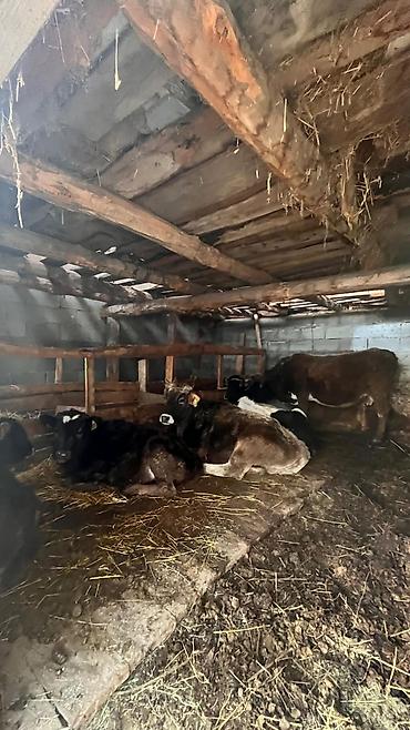 Продажа коттеджей и домов: Ассалам алейкум туугандар Срочно Срочно Срочно бизнеске ылайыктуу үй — 8