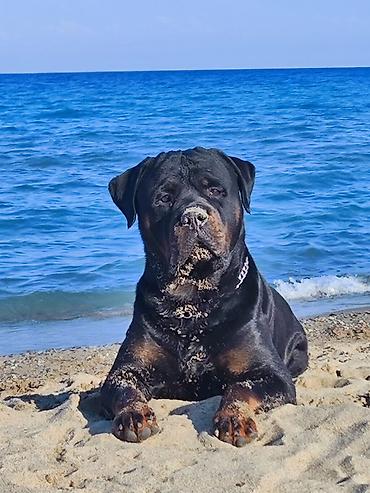 Продажа собак: Дрессировка собак. если у Вас с с вашим питомцем проблемы, значит не at lalafo.kg — 1 Продажа собак: Дрессировка собак. если у Вас с с вашим питомцем проблемы, значит не — 1