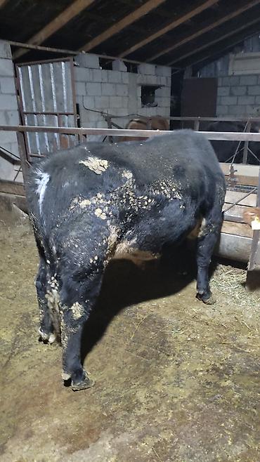 Коровы, быки: Продаю | Бык (самец) | На откорм — 2