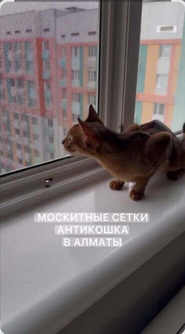 Jalüzlər: Изготовим москитные сетки любого вида, простые оконные сетки, сетки — 15