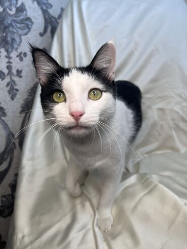 Продажа кошек: Беспородная, 9 месяцев, Мальчик, Биколор, Приучена к лотку, Проглистована, С документами — 5