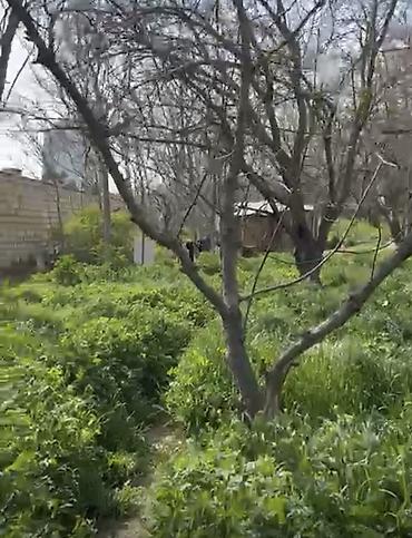 nerimanovda: 24 sot, Tikinti, Mülkiyyətçi, Kupça (Çıxarış) — 6