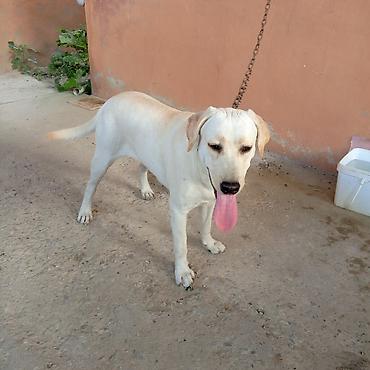 İtlər: Labrador-retriver, 11 ay, Dişi — 4