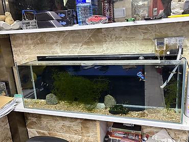 it sat: Akvarium satılır. Geniş ölçülü, düzbucaqlı şüşə akvariumdur — 2