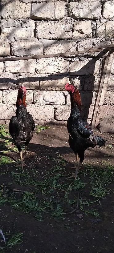 Xoruzlar: Heyratı beçə satılır cins heyvandı hələ tam ayılmayıb heyvanan başı — 6