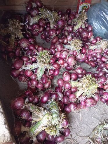 duş kabin toptan satışı: Təmiz təbii Lerik soğanı satılır