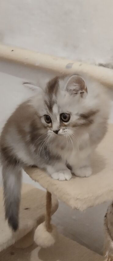 Коты: Шотландская кошечка продается . Родители клубные имеют родословные