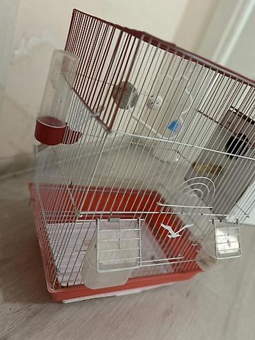 derzi quşu: Quş qəfəsi – aksessuarlarla - Rəng: qırmızı-ağ - Material: metal — 2