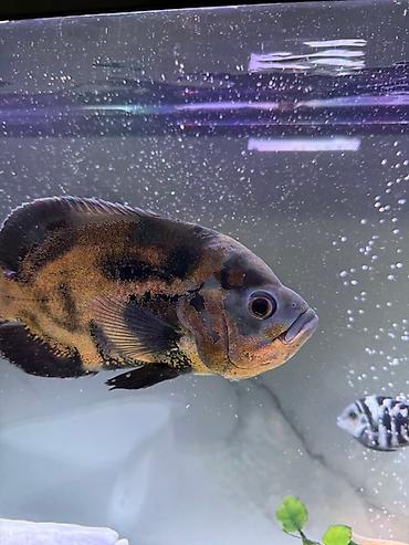 Рыбы: Срочно продам или меняю на другие рыбки большого Астронотус тигровый — 3