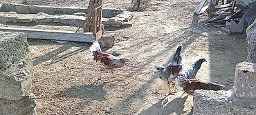 Toyuqlar: Toyuq, Damazlıq — 9