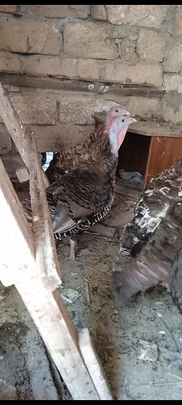 maltese qiymeti: Hinduşkalar yerlidir hamısı fərədir. hamsı cavandır. qiymət 35 — 2
