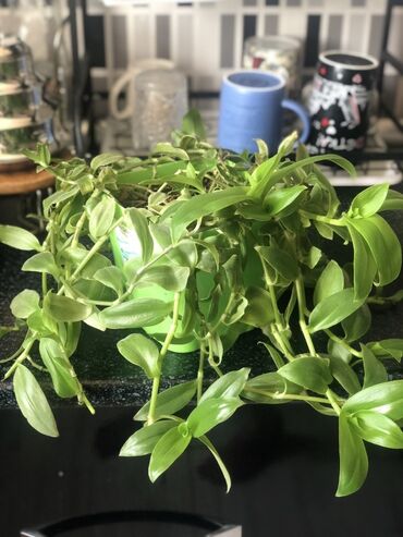 Otaq bitkiləri: Комнатные растения Крестовник — крупные и мини-растения Каменный — 12